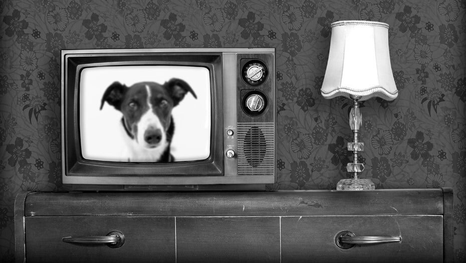 Čiernobiela stará televízia so psom