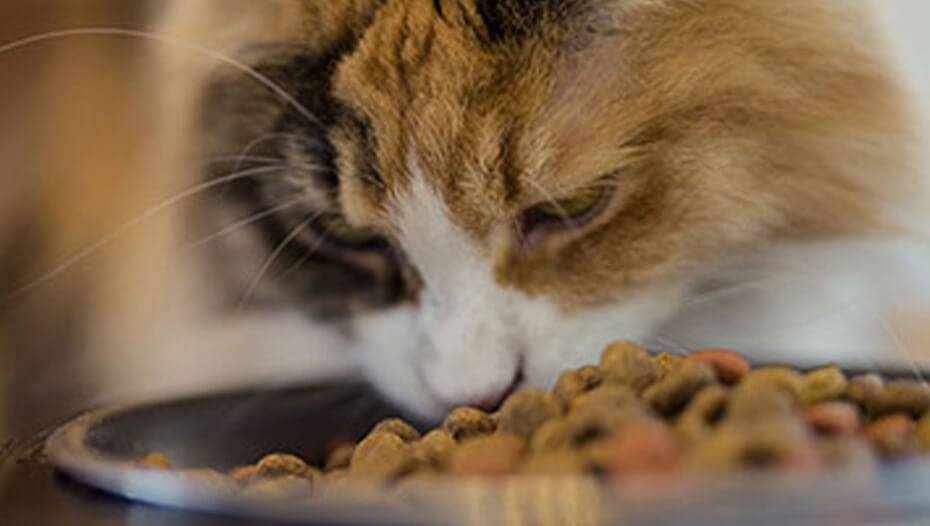 Korytnačinová mačka pri miske s jedlom
