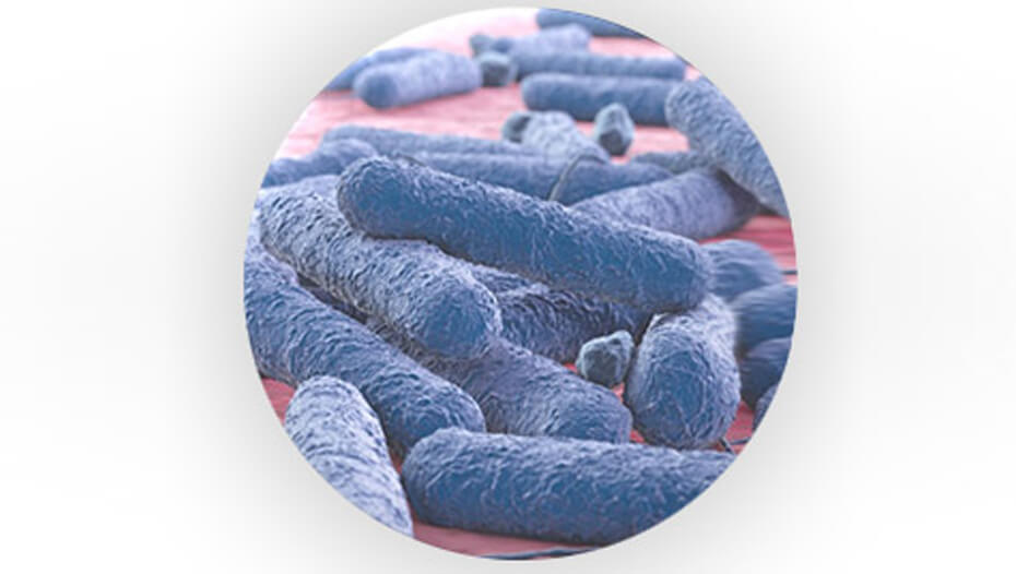 Prebiotické baktérie