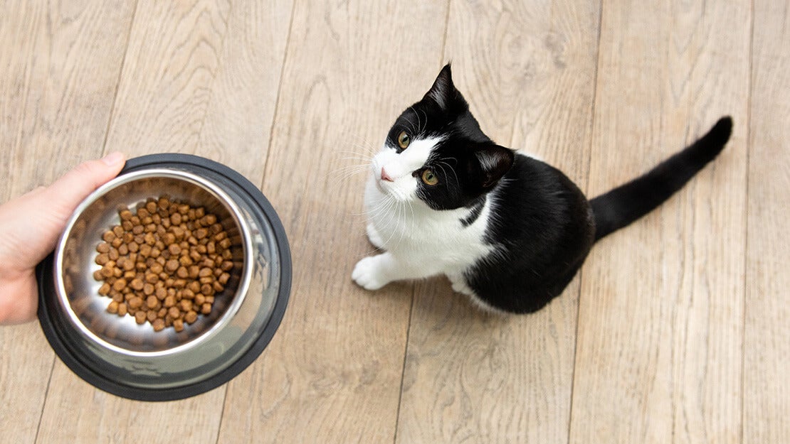 Ponuka krmív pre mačky bez obilnín