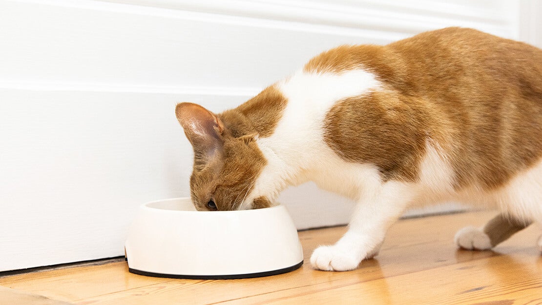 Ponuka krmív pre mačky s citlivým trávením 