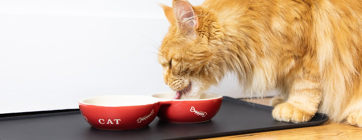 Ako a čím kŕmiť dospelé mačky