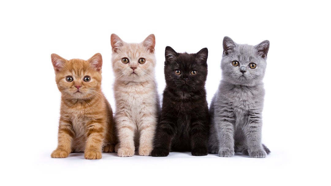 Štyri mačiatka, jedno oranžové, jedno biele, jedno čierne a jedno sivé