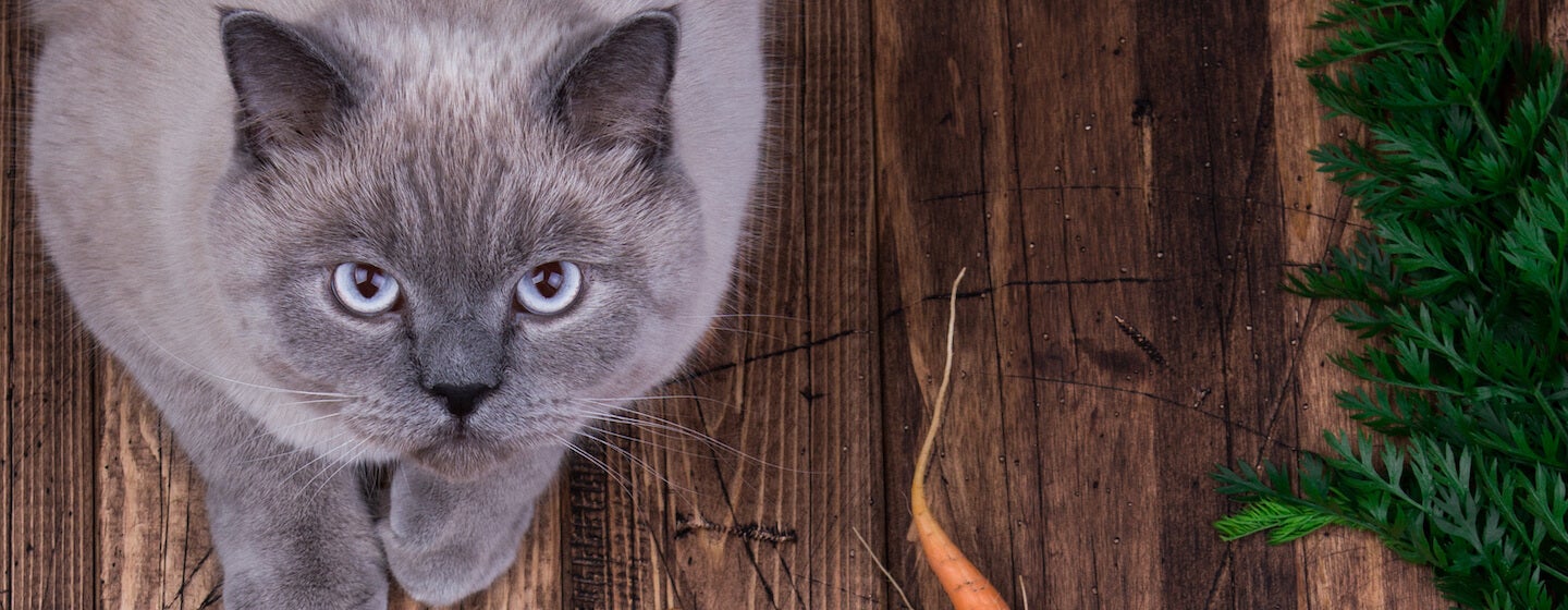 Sivá mačka sediaca na drevenom povrchu vedľa mrkvy a zeleniny