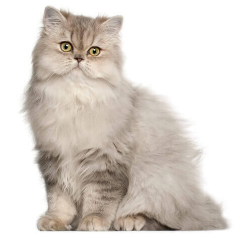Perzská dlhosrstá mačka