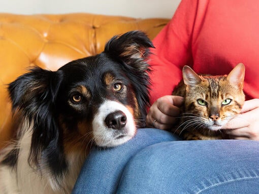 Pes s mačkou na kolenách majiteľa