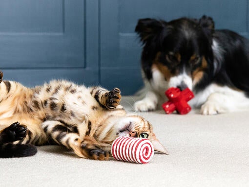 Mačka a pes sa hrajú s hračkami