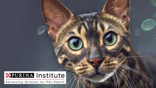 Logo Purina Institute a mačka