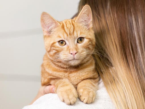 Zázvorová mačka na ramene majiteľa