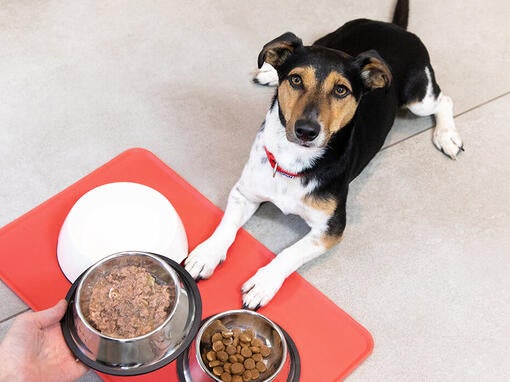 Pes sedí pred miskou s jedlom
