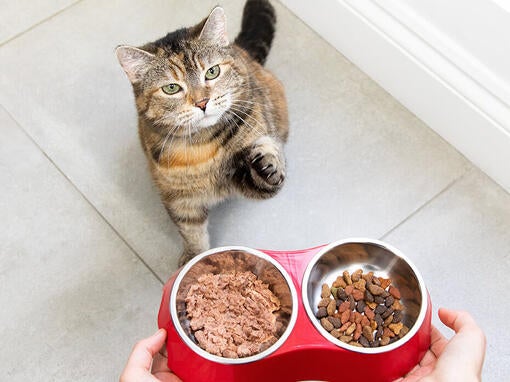 Mačka pri miskách s jedlom