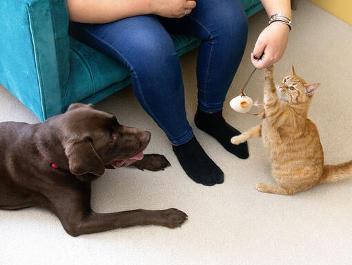 Ryšavá mačka a čokoládový/hnedý labrador sedeli pri kŕmení majiteľov