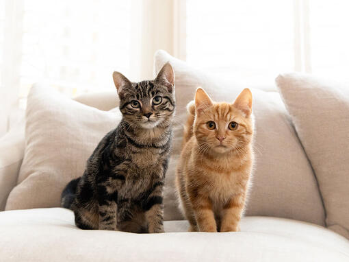 Brown and Ginger Tabby mačky sedí na pohovke