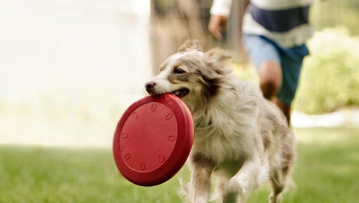Kólia bežiaca s frisbee