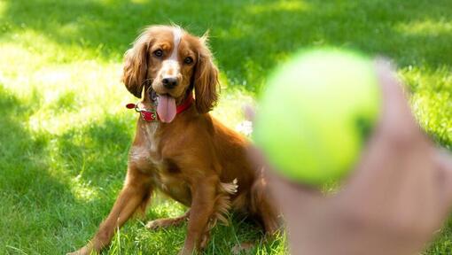 Šťastné šteniatko španiela čaká na hod tenisovou loptičkou