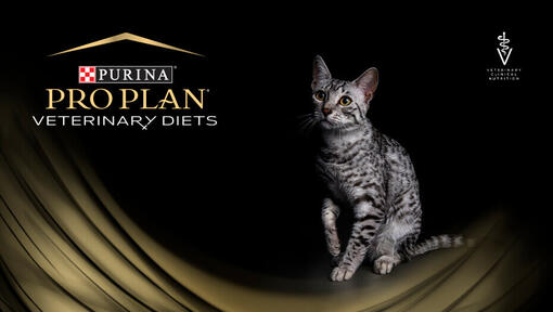PRO PLAN® Veterinary Diets pre mačky
