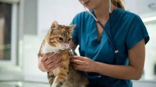 Kolitída u mačiek: príčiny, príznaky a liečba  