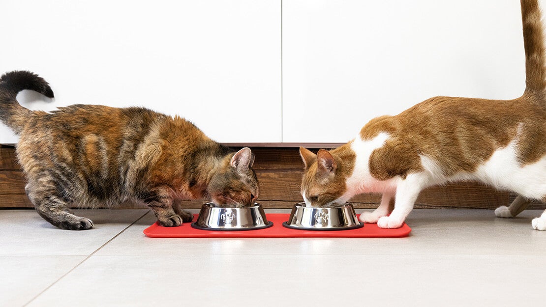 Ponuka hypoalergénnych krmív pre mačky
