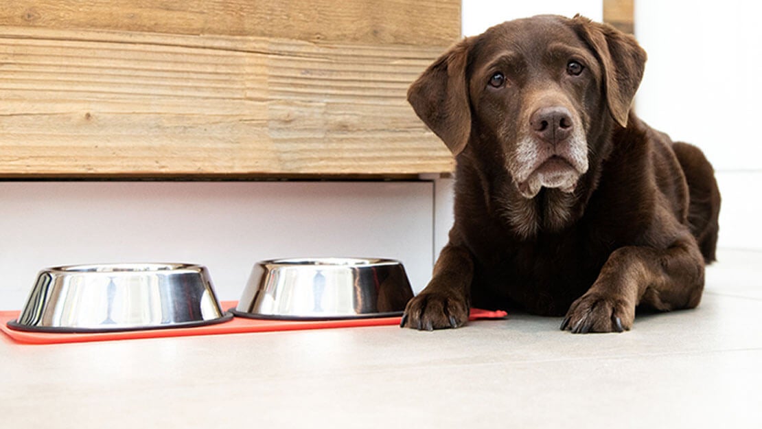 Starší labrador ležiaci vedľa misky s jedlom
