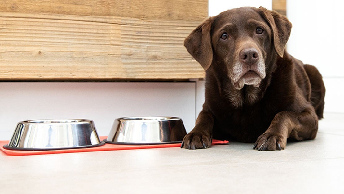 Starší labrador ležiaci vedľa misky s jedlom 