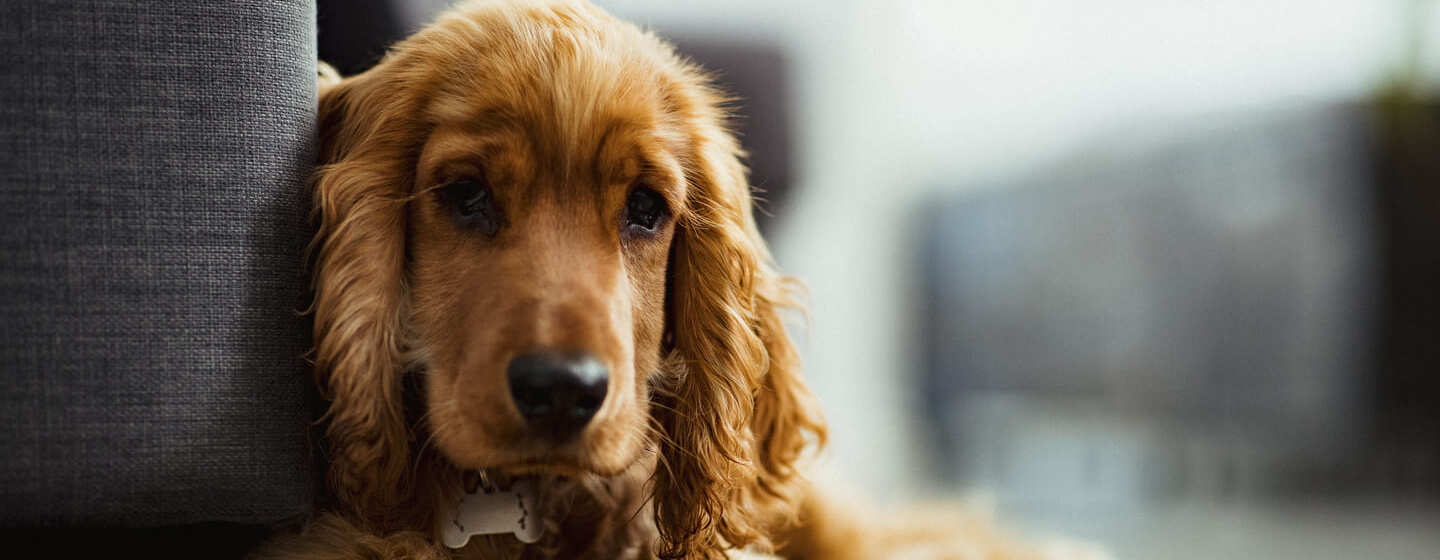 7 najlepších psov so zlatou srsťou, ktoré môžete privítať v rodine