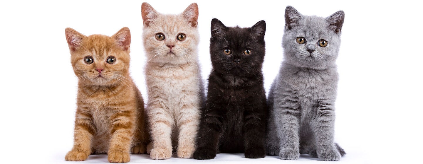 Štyri mačiatka, jedno oranžové, jedno biele, jedno čierne a jedno sivé