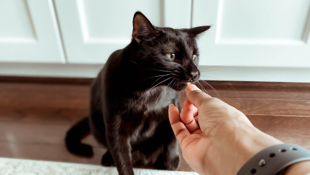 Čierna mačka dostane maškrtu z ruky svojho majiteľa