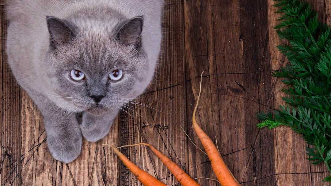 Sivá mačka sediaca na drevenom povrchu vedľa mrkvy a zeleniny