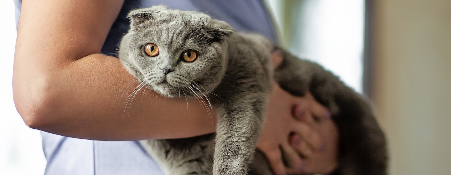 Kolitída u mačiek: príčiny, príznaky a liečba  