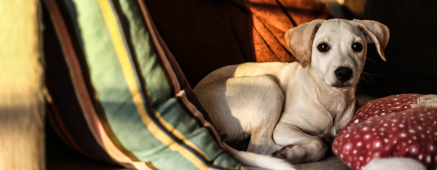 Záchvaty paniky u psov: príčiny, príznaky a liečba 