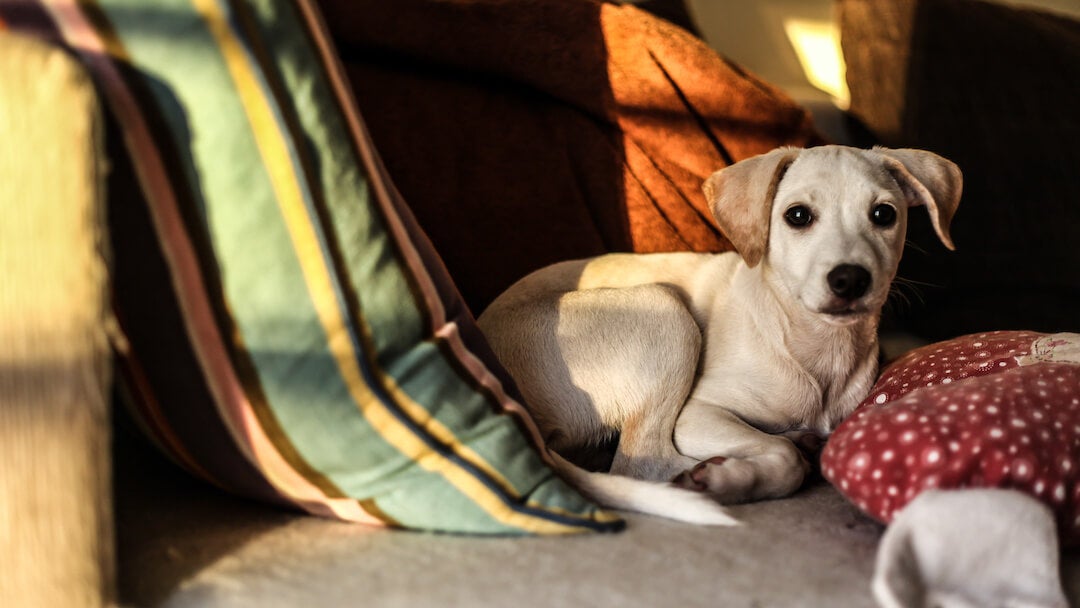 Záchvaty paniky u psov: príčiny, príznaky a liečba 