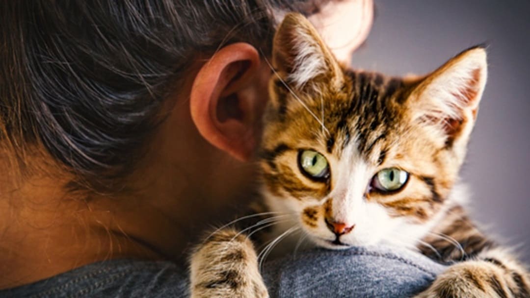 Ako sa pripraviť na príchod nového mačiatka: Tipy a rady | Purina SK