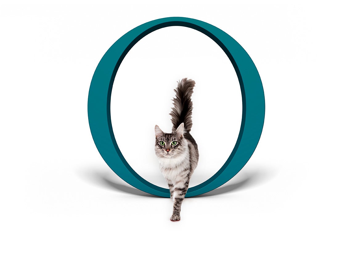 Mačka prechádzajúca okolo, s logom Purina ONE®