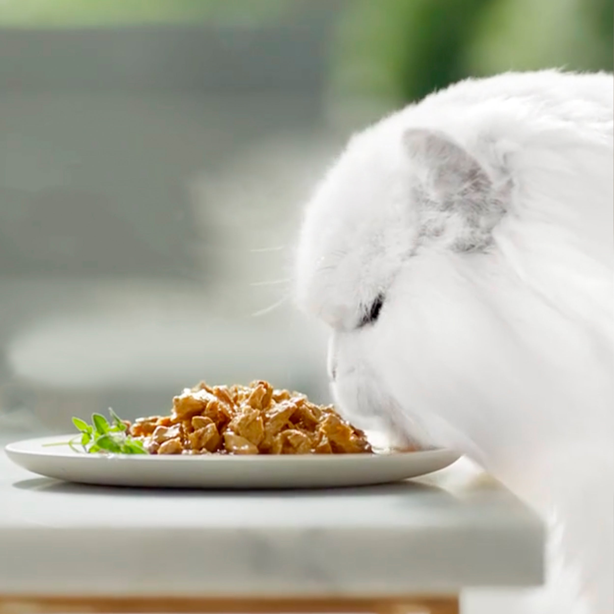 Kočka u misky s Gourmet Perle®