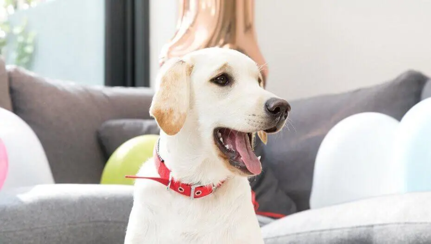 Pes v obýváku, který se rozhlíží po pokoji | Purina®