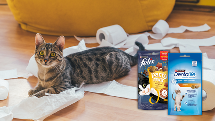 Kočka ležící na podlaze s potrhaným toaletním papírem a pamlsky