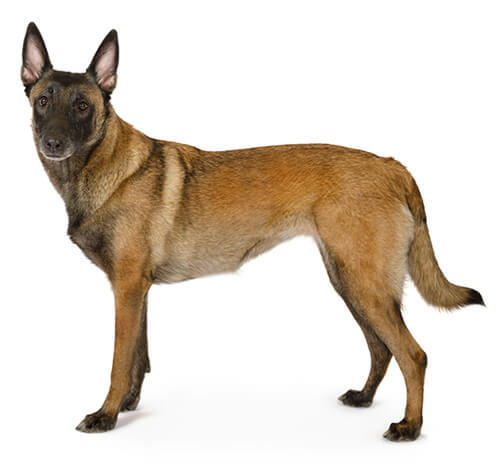 Belgický ovčiak malinois
