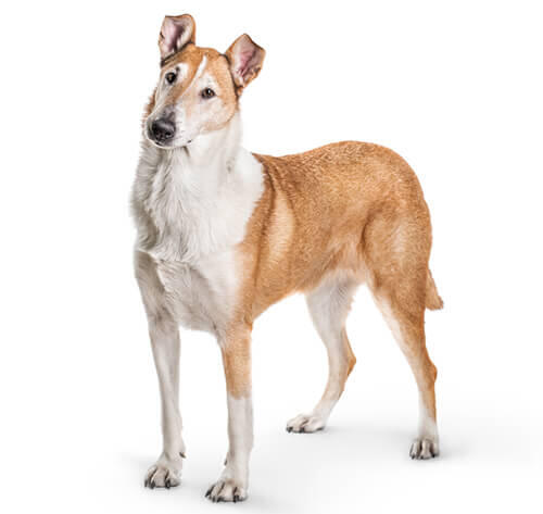 Krátkosrstá kólia