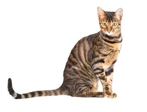 Toyger