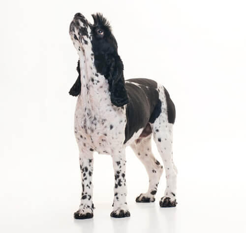 Cockalier je kríženec dvoch plemien kokeršpanielov