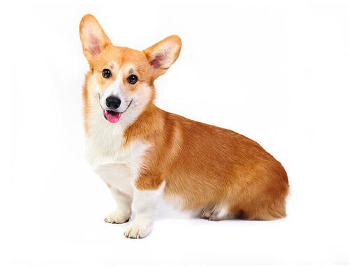 Welsh corgi pembroke
