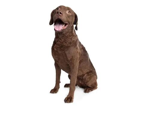Chesapeake bay retriever