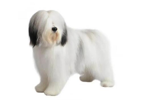 Poľský ovčiak nížinný