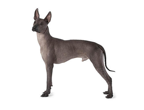 Mexický naháč (xoloitzcuintle)