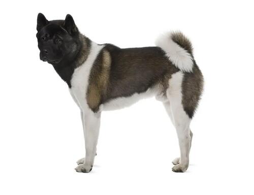 Akita inu