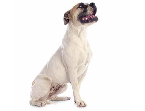 Americký buldog