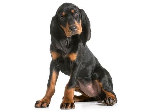 Black and tan coonhound