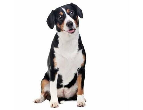 Entlebušský salašnícky pes