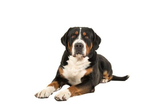 Veľký švajčiarsky salašnícky pes