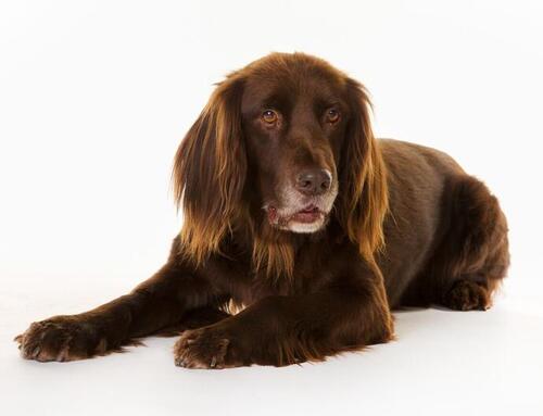 Nemecký dlhosrstý stavač